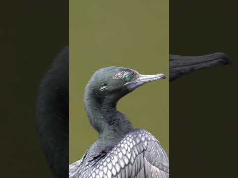 little black cormorants