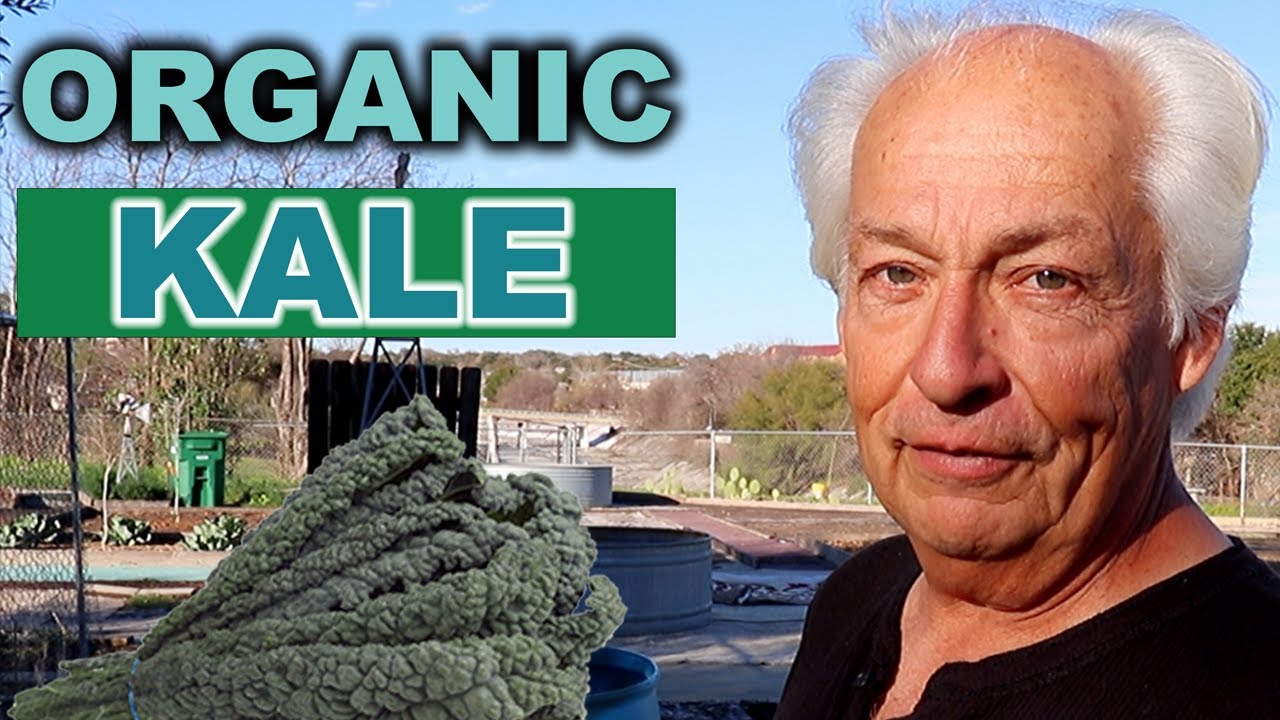 All about Organic Kale