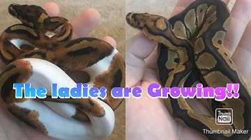 **Warning** Feeding Frozen Thawed Rats to Our Ball Pythons!!