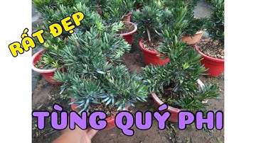 Cây Tùng Quý Phi rất đẹp 0386569374 - Ngọc Ngân Bến Tre