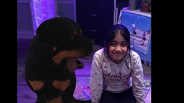 How to Play with 3D Animals (using Google AR feature)