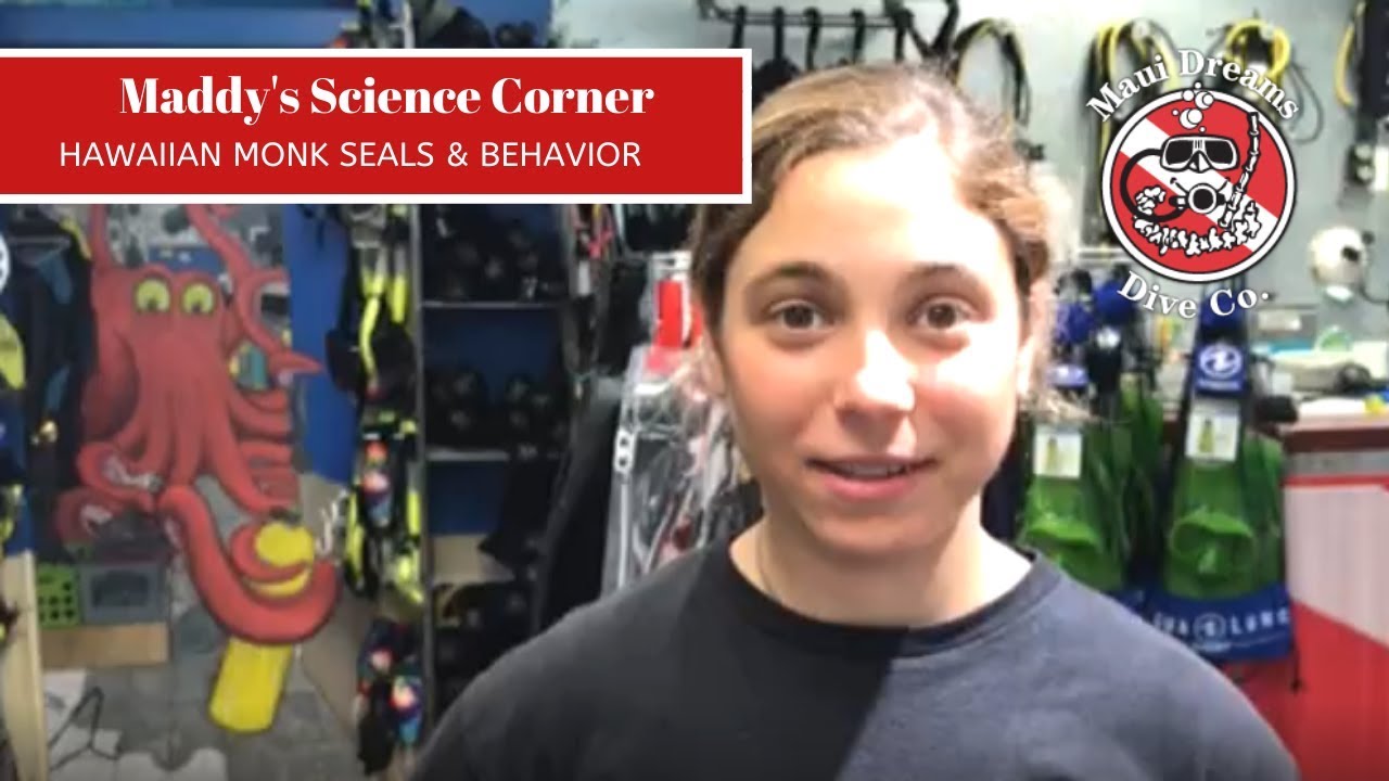 Monk Seals & Behavior YouTube