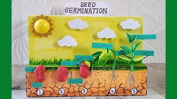 Seed Germination Project Model | seed germination model kaise banayen #sciencemodel #biologyproject