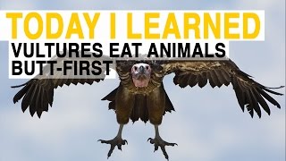 TIL: Vultures Have to Eat Animals ButtFirst | Today I Learned