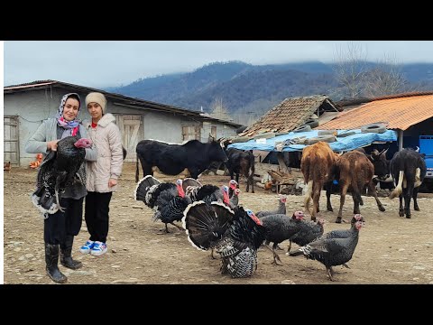 A day with bride of a rural family:from slaughter turkey to cooking lunch,giving seeds to chickens