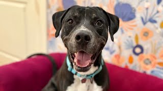 Cupid Amore the Total Lovebug