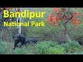 Bandipur National Park, India 4k