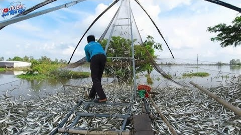 Bất ngờ với cảnh kéo vó mùa nước lũ – cá linh, cá thiểu đầy ắp, vó bạc triệu!