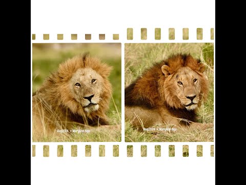 Oloiborr And Manywele Orkini Sons Maasai Mara Lions