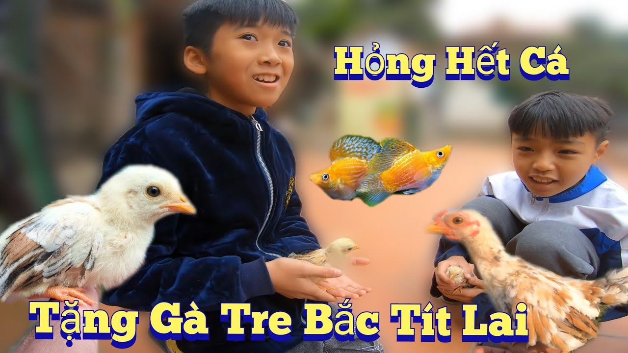 Tặng Gà Tre Bắc Tít Lai Bể Cá Bình Tích Chết Gần Hết /Nhân Tạ Mốt