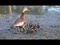 Black-bellied Whistling Duck family. Los Fresnos, Texas.