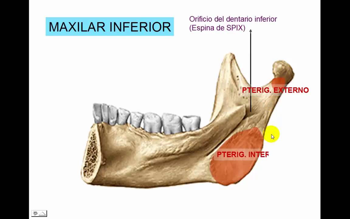 camera iphone 8 plus apk 9 Maxilar inferior