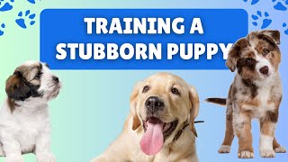How to Train a STUBBORN Puppy - Here are 9 Easy Steps! by Dog Training Advice Tips 836 views 2 months ago 6 minutes, 14 seconds
