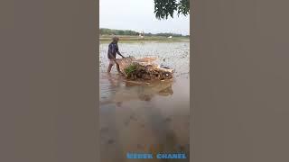 story wa terbaru gending kebo giro
