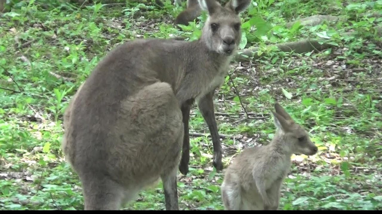 ほっこり】カンガルーの親子が可愛い❤ Cute baby kangaroo and mother