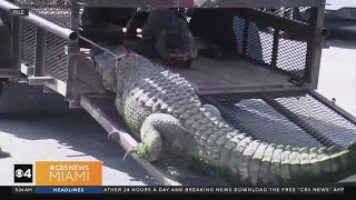 Florida Man runs over 11-foot gator to save neighbor from attack