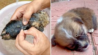 After a heavy rain, the puppy shed tears as he tried to drag his injured body to find help