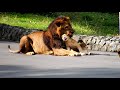 多摩の守護神レボ、ありがとう！　Revo is forever!　　Lion(ライオン)　多摩動物公園