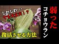 【知らなきゃ損!】弱った胡蝶蘭を復活させる方法【観葉植物レスキュー】【洋蘭の育て方】