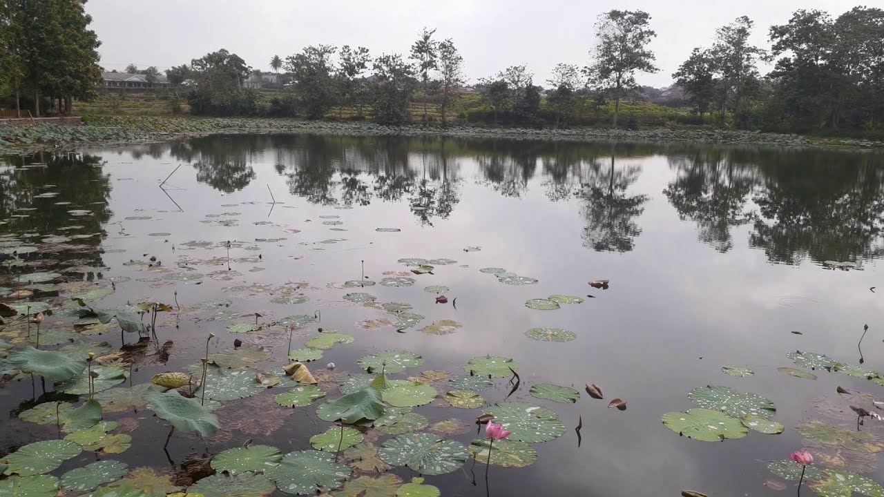 video ini hanya berisi danau yang di penuhi pohon teratai yang sedang