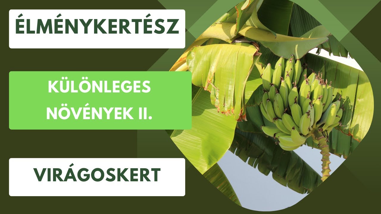 Különleges dísznövények a kertben- Egzotikus ritkaságok nevelésre magról!🌴