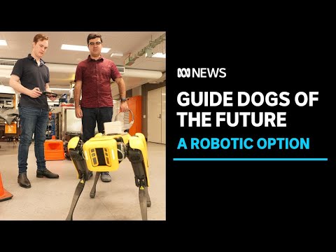 Queensland students making robotic guide dogs the future | abc news