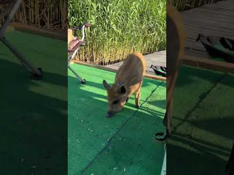 Доброе утро на рыбалке #hunting #животные #animals #pig #лесной #собака #кабан #doglife