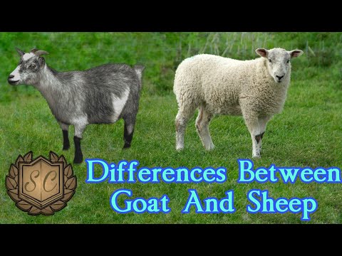 Differences Between Goat And Sheep | Saiful Chemistry