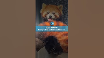 The way it uses its tail at the end!!  #redpanda #quickfacts #adorable #info