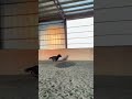 Bruno told me this is his favorite song #horse #mini #minihorse #miniaturehorse #cute #pony