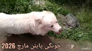 Khungi Payeen March 2026