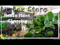 Exciting Big Box Store Houseplant Shopping! Go Plant Shopping With Me!