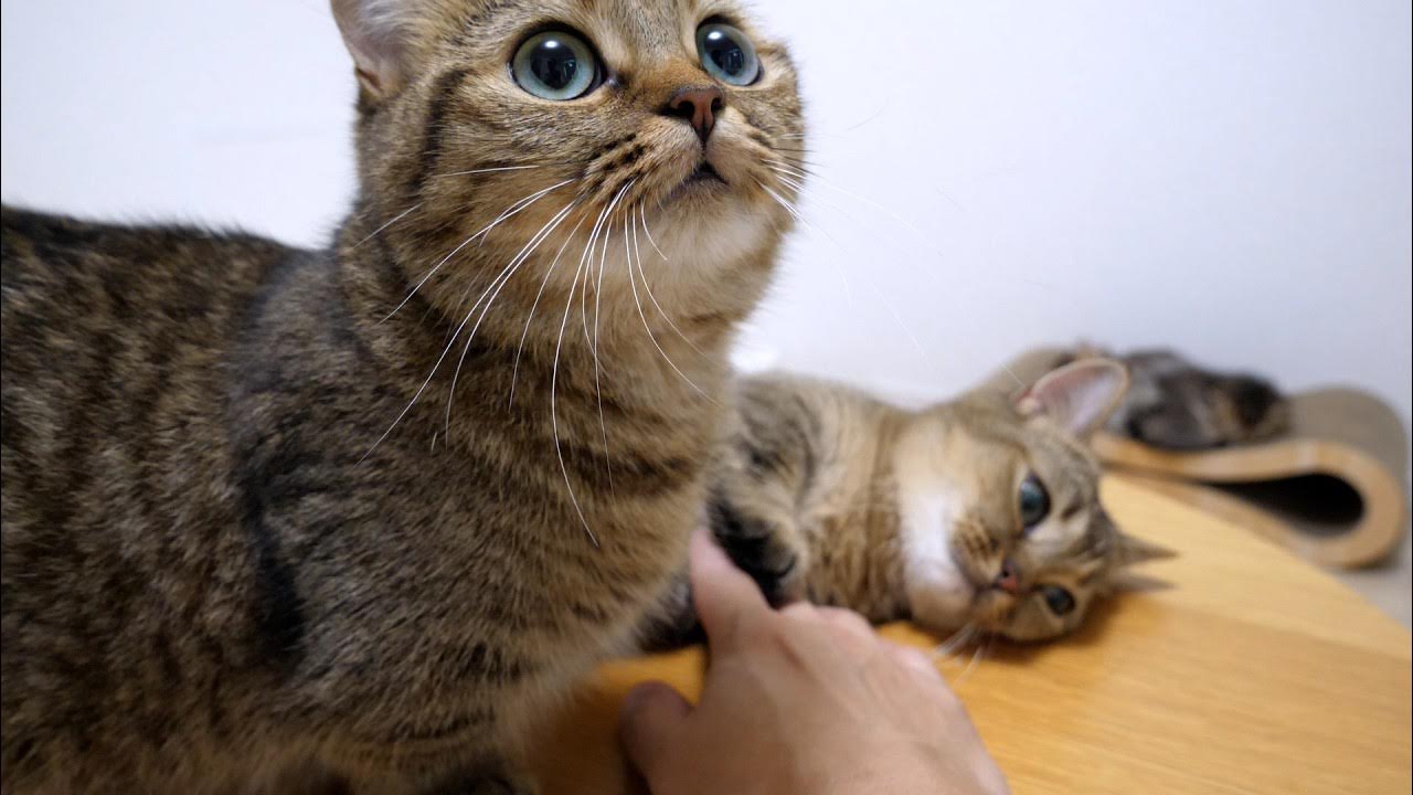 Getcat. Кот с арбалетом. Мемы с кошками. Диван кошка. Кот заинтересован.