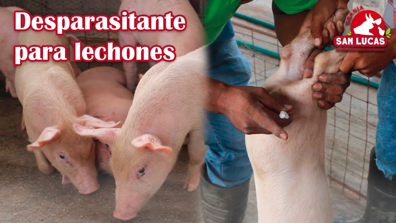 Desparasita a tus lechones destetados | ¿Cuándo y qué desparasitante usar? | Granja San Lucas