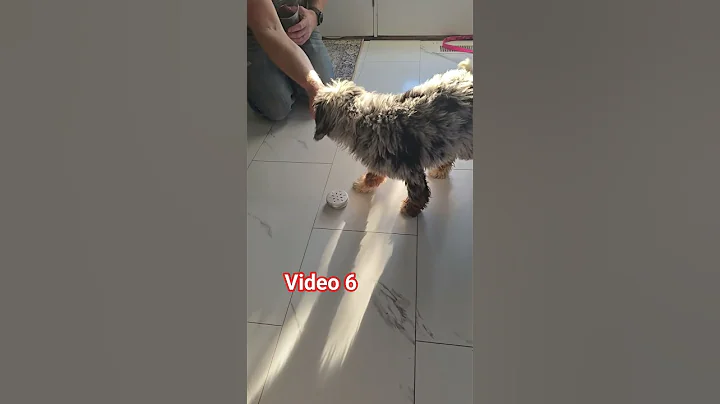 Video 6