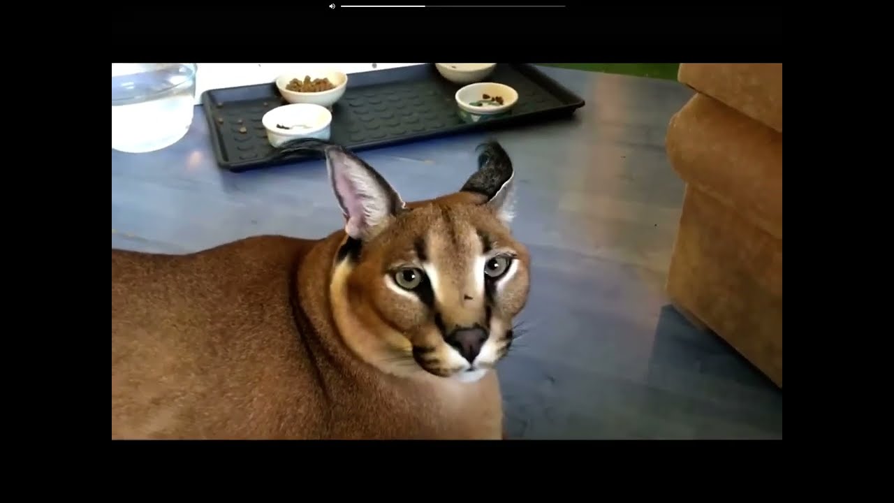 Precio de un Gato Caracal #floppa #viral 