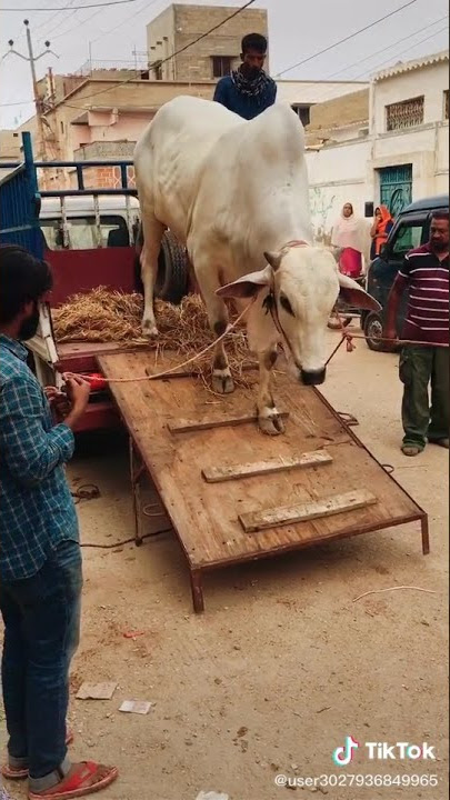 Download lagu Eid ul Adha Animal 2021 | Cow Tiktok | Cow Lover | Qurbani Eid Janwar | whatsapp status | #Shorts