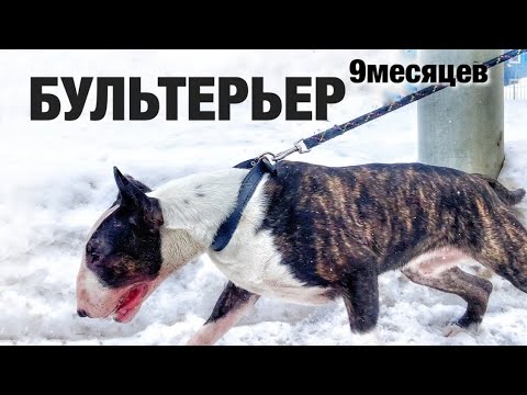 Что такое бультерьер в 9 месяцев. Встреча собак спустя три месяца. Замесы. Часть 1