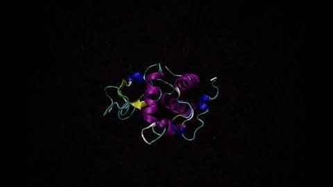 Molecular Dynamics Simulation of a Lysozyme