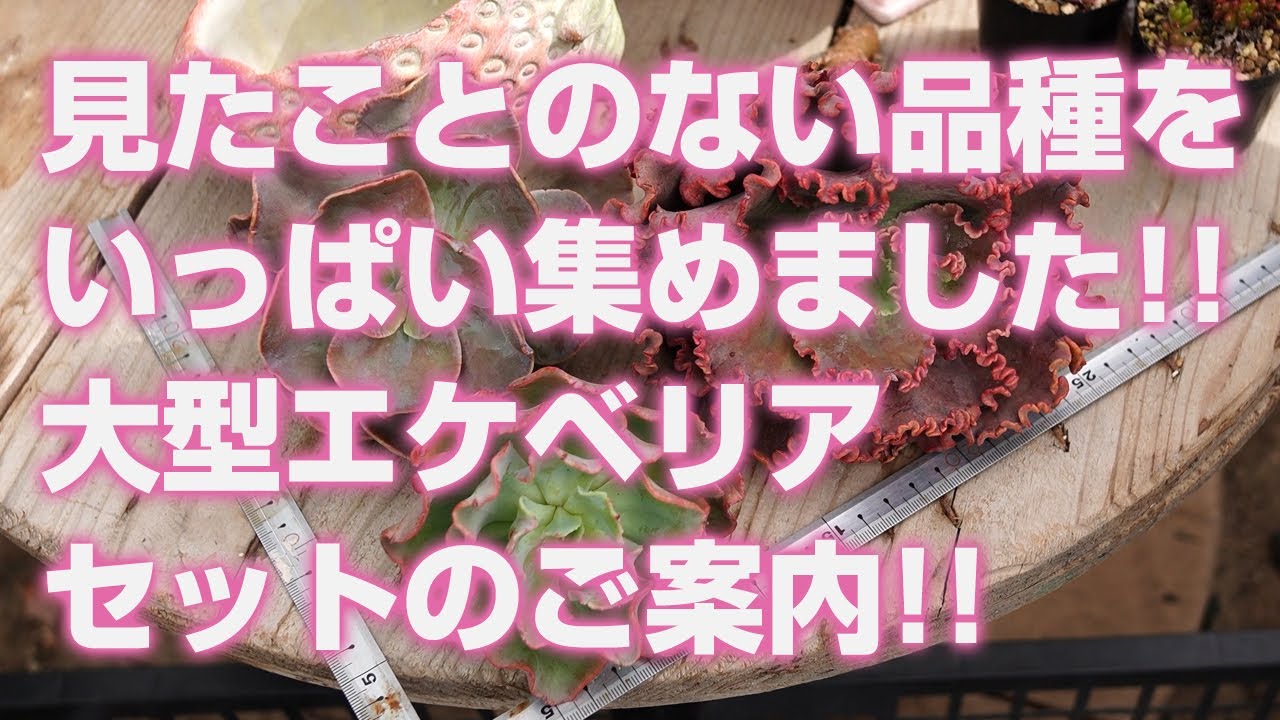 Succulent plants] We have collected many varieties you have never