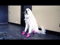 DOGS TRY ON SHOES FOR THE FIRST TIME (SCS #130)