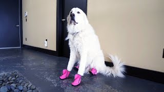 DOGS TRY ON SHOES FOR THE FIRST TIME (SCS #130)