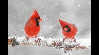 If Any of These 15 Animals Show Up Too Often, You're Being Contacted from Above If Any of These 15 Animals Show Up Too Often, You're Being Contacted from Above