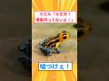 【2ch面白いスレ】カエル「大丈夫！僕毒持ってないよ！」嘘つけぇ！#2ch#2ch面白いスレ#2ちゃんねる