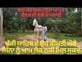 full video Top breed horse of Dhakki sahib, ,,ਬੇਸ਼ਕੀਮਤੀ ਘੋੜੇ