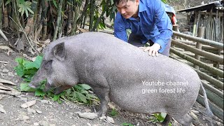 A sow is about to give birth. Grow bananas and papayas. Robert | Green forest life