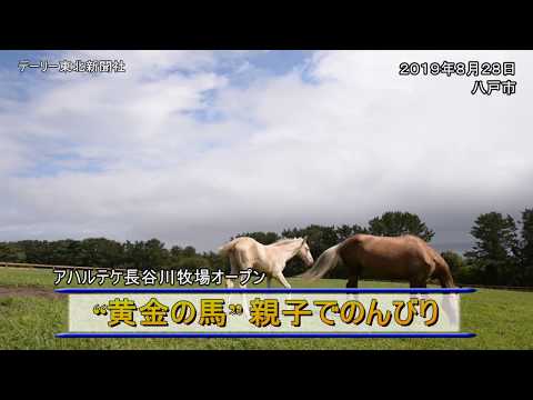 アハルテケの飼い方と魅力 – 黄金の馬の基本を徹底解説