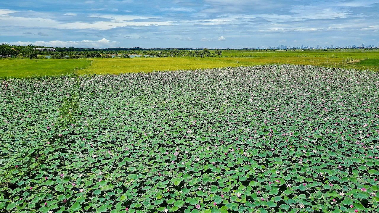 Serene Lotus Haven Relaxing Piano, Birdsong, Meditation, Calm, Nature, ASMR, 2025 4K Video