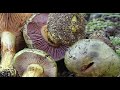 Cortinarius ionochlorus  ( Cortinario verde de láminas lilas)