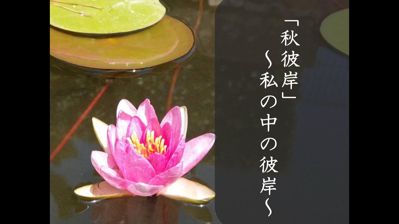 第7回 秋彼岸 私の中の彼岸 臨済宗妙心寺派常任布教師 岩浅 慎龍師 Youtube